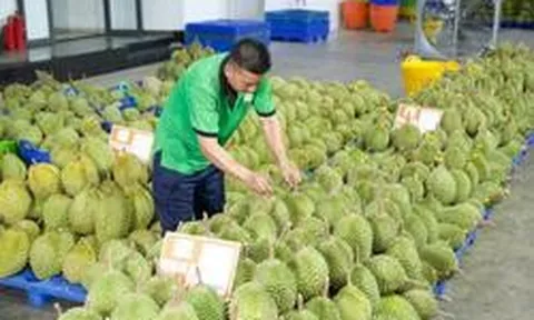 Gỡ 'vòng kim cô', mở lối cho trái cây Việt xuất ngoại