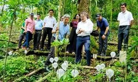 Dự án trồng sâm Ngọc Linh 12.300 tỷ đồng của ông Trần Bá Dương có diễn biến mới