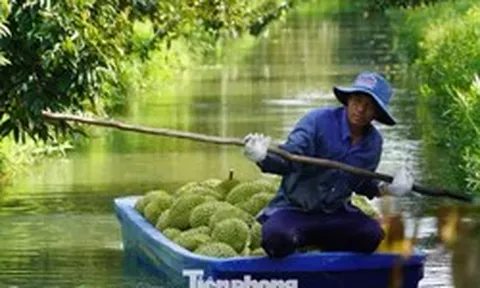 Sầu riêng 'tắc' mã vùng trồng, chủ tịch tỉnh thành phải chịu trách nhiệm
