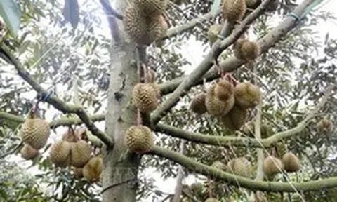 Địa phương chịu trách nhiệm nếu để ách tắc xuất khẩu sầu riêng