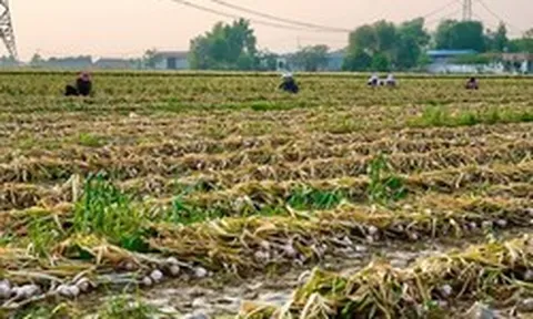 Trung Quốc vào vụ thu hoạch 1 mặt hàng Việt Nam trồng cực nhiều: Sản lượng sắp tăng 20%, giá ngày càng đắt đỏ