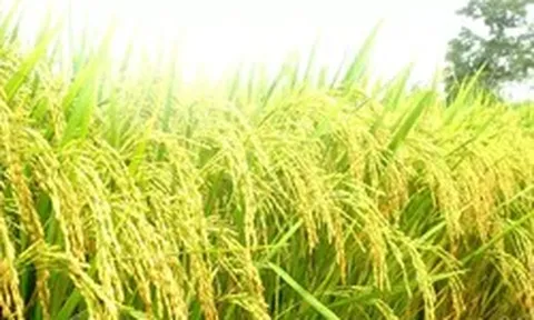 Giá bồi thường cây trồng, vật nuôi ở đặc khu Côn Đảo gấp 1,8 lần giá chuẩn