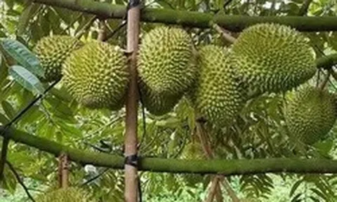 Đơn giản cấp mã số vùng trồng, siết chặt hậu kiểm