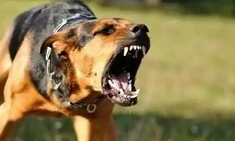 2 trường hợp tử vong do chó dại cắn tại Đồng Tháp