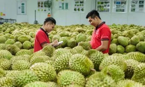 Xuất khẩu sầu riêng có thể cán mốc 4 tỷ USD trong năm 2026