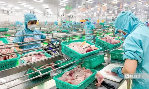 Xuất khẩu cá tra sang Anh tăng 23%, nhu cầu thực phẩm tiện lợi mở thêm dư địa