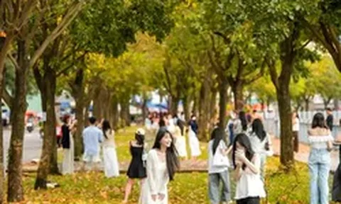 Nô nức check-in con đường TPHCM phủ sắc vàng như mùa thu Hà Nội