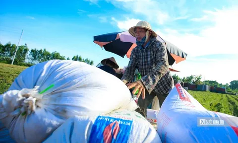 Từ 1/10, nhiều loại gạo được xuất khẩu mà không cần giấy chứng nhận đủ điều kiện kinh doanh