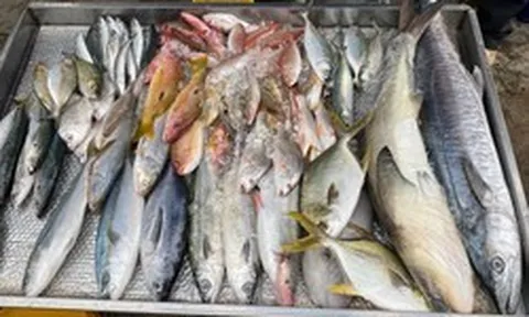 5 loại cá ra chợ thấy phải mua ngay kẻo hết: Không thể nuôi nhân tạo, xương ít, thịt ngon, cực tốt cho sức khỏe