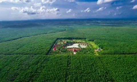 Giá cao su sát đỉnh 13 năm, một 'ông lớn' Việt Nam lại chuyển đất trồng thành khu công nghiệp
