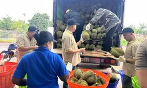 Sầu riêng gần 100.000 đồng/kg, vì sao nhiều nhà vườn vẫn khó hưởng lợi?