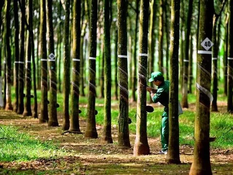 Thị trường Campuchia mang lại “mùa vàng” cho Cao su Tây Ninh (TRC)