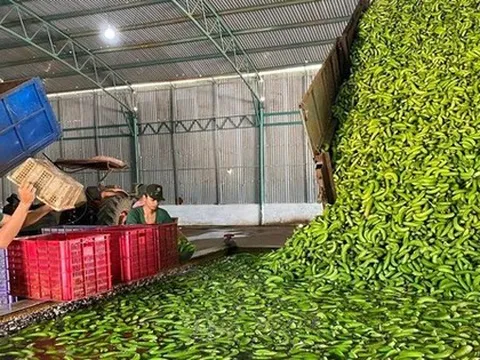 'Trái cây hạnh phúc' khiến người Nhật khó tính nhất cũng phải mê, Trung Quốc tranh phần nhập khẩu - Việt Nam có sản lượng hơn 2 triệu tấn/năm