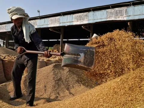 Giá gạo sắp thêm áp lực: Vựa lúa của thế giới vừa thu hoạch kỷ lục 146 triệu tấn, nhắm đến 26 thị trường tiềm năng bao gồm cả Việt Nam