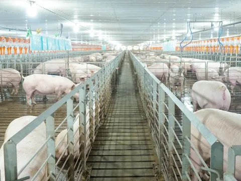 Lợi nhuận BAF lao dốc trước áp lực chi phí và giá heo