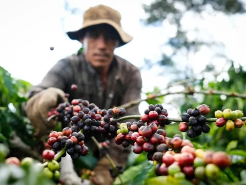 58 tỷ USD nông lâm thủy sản được xuất khẩu trong 10 tháng