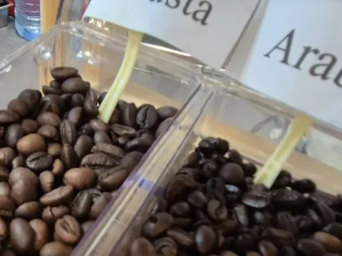 Giá cà phê hôm nay 19-11: Tiếp tục tăng cao