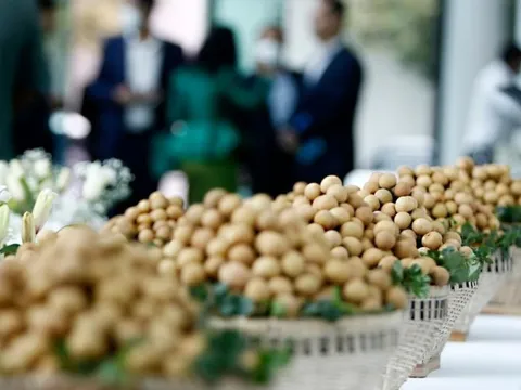 Đặc sản triệu đô của Việt Nam được Trung Quốc siêu mê, mệnh danh là 'vương giả chi quả', diện tích trồng hơn 68.000 ha