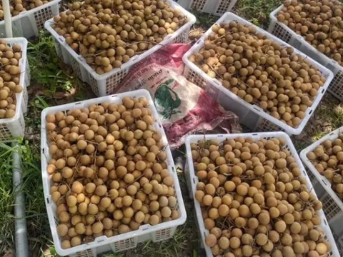 Sau sầu riêng, Lào sắp trở thành đối thủ của một loại trái cây Việt Nam tại Trung Quốc, nước ta đứng thứ 2 thế giới về xuất khẩu