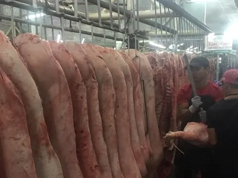 Giá heo hơi hôm nay, 24-11: Heo về chợ tiếp tục giảm, điều gì đang xảy ra?