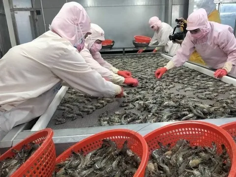 Xuất khẩu tôm Việt Nam "bùng nổ" tại thị trường châu Á