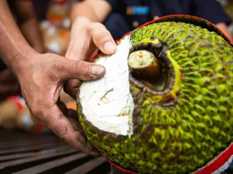 Mít tươi xuất khẩu chính ngạch sang Trung Quốc