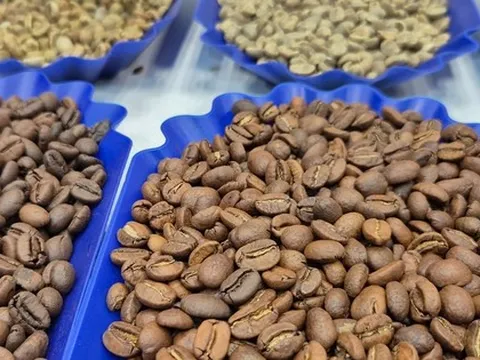 Giá cà phê hôm nay 30-11: Một tuần lạ lùng