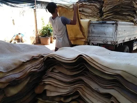 Hàng chục nghìn tấn 'vàng trắng' của Việt Nam được Indonesia tích cực săn lùng: diện tích trồng hơn 900.000 ha, nước ta là ông trùm top 5 thế giới