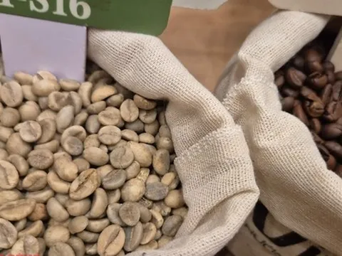 Giá cà phê hôm nay 3-12: Rớt giá liên tục, chưa tìm thấy đáy