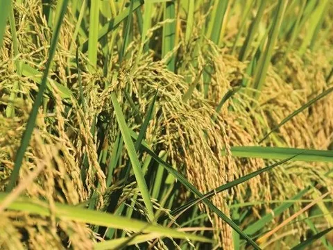 Giá gạo lao dốc, Thái Lan bất ngờ tìm ra một vị cứu tinh tại châu Á: Xuất khẩu gấp 6 lần năm trước cộng lại, là quốc gia đang thiếu hụt trầm trọng