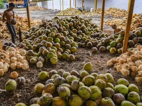 Mỹ miễn thuế với một loại sản vật tỷ đô, nông dân Philippines vẫn gặp khó vì giá rẻ, Việt Nam cũng đang chứng kiến giá lao dốc