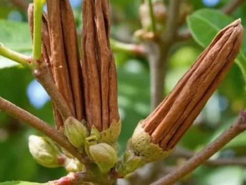 Việt Nam xuất khẩu quế top đầu thế giới, thu trăm triệu USD nhưng đang phụ thuộc nặng vào Indonesia?