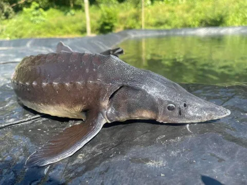 Giải mã "quái ngư" 45kg lần đầu tiên được nuôi thành công trong lòng hồ Hòa Bình