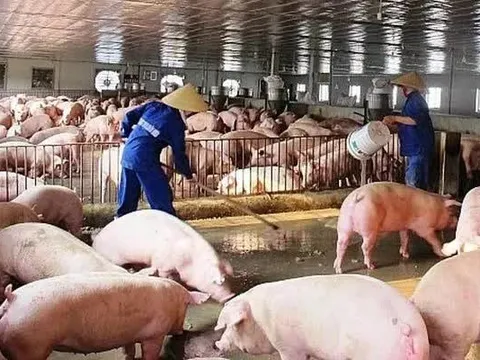 Nhu cầu thịt lợn dự báo tăng mạnh, giá có thể nhích lên dịp Tết