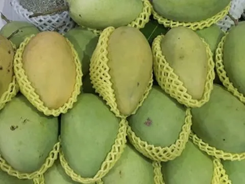 Giá nông thủy sản miền Tây: Nhà vườn không còn xoài cát Hòa Lộc để bán