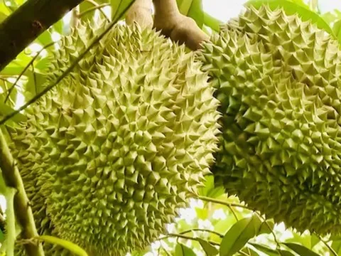 Thí điểm truy xuất nguồn gốc sầu riêng bằng tem do Bộ Công an phát hành