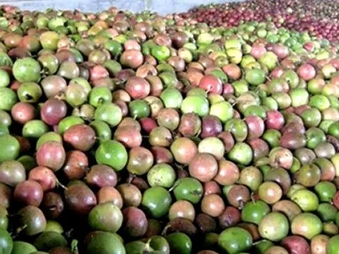 Trung Quốc ồ ạt thu mua một 'sản vật' triệu USD của Việt Nam, nước ta là nhà xuất khẩu lọt top 10 thế giới