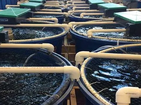 Không phải đất hiếm, Mỹ, Trung Quốc đang đua nhau săn lùng một ‘mỏ vàng’ của Việt Nam: Nước ta sở hữu công nghệ dẫn đầu thế giới, thu về hơn 4,3 tỷ USD