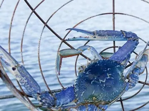 Mặt hàng của Việt Nam khiến Mỹ "mê tít", có quốc gia còn tăng nhập khẩu gần 1.000%