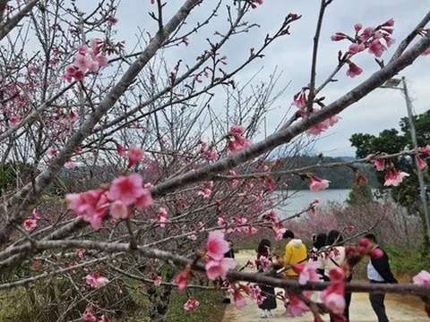 Hàng không, du lịch khẩn trương đổi lịch đón khách dịp Tết Dương lịch 2026