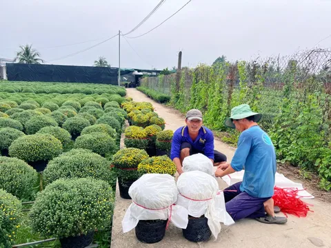 Hoa Tết nở sớm, nhà vườn đứng ngồi không yên