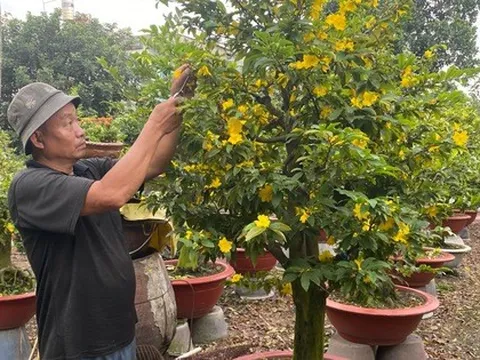 Diễn biến mới trên thị trường hoa mai Tết 2026