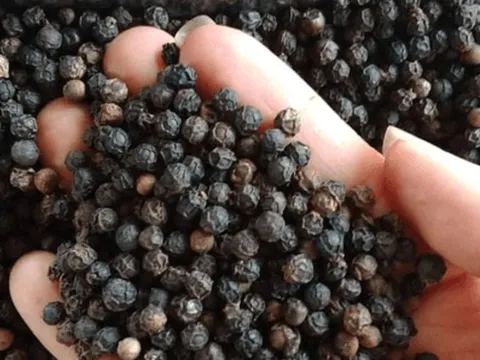 Xuất khẩu hồ tiêu đạt cao nhất từ trước đến nay