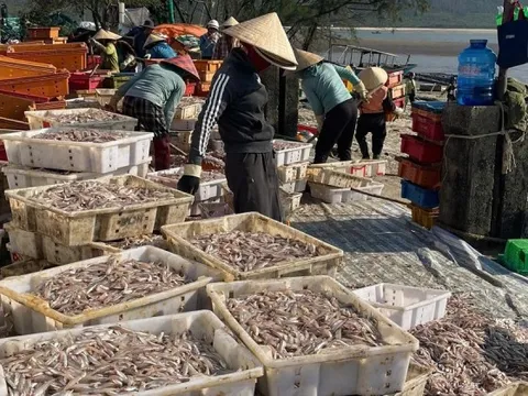 Ngư dân Hà Tĩnh trúng đậm ‘lộc biển’, thu tiền triệu mỗi ngày