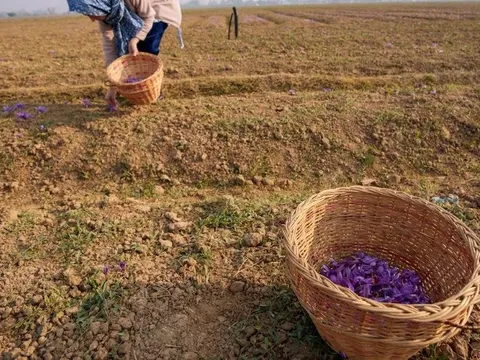 Gia vị đắt nhất thế giới bất ngờ gặp 'bão táp': Sản lượng thấp kỉ lục, là hoa quý chỉ nở 36 tiếng mỗi năm