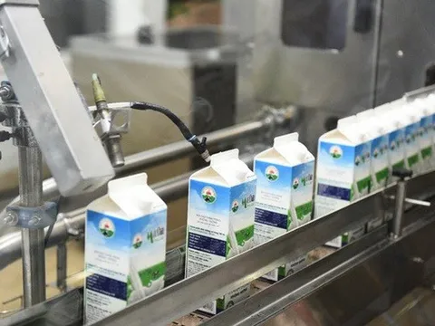Lợi nhuận Mộc Châu Milk chạm đáy 5 năm