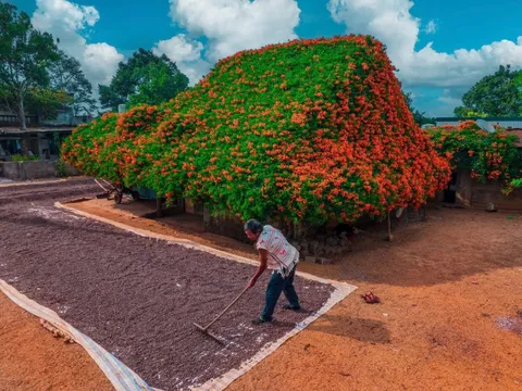 Ngắm ngôi nhà phủ kín hoa xác pháo 'nổi như cồn' ở Lâm Đồng