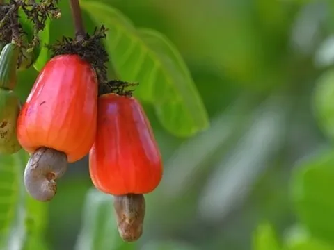Cuba "mở kho" 2.000ha đất cho DN Việt, hé lộ mục tiêu với mặt hàng mà Việt Nam đang thống lĩnh thế giới