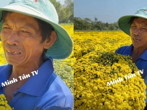 Đau xé lòng cảnh chủ vườn hoa Sa Đéc bật khóc nức nở khi hơn 2.000 chậu cúc vàng nở sớm không ai mua