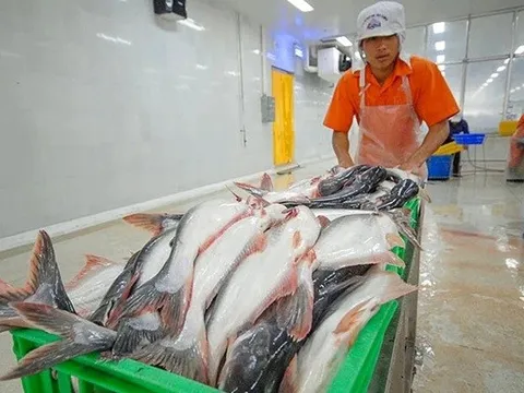 Cá tra Nam Việt lập đỉnh lợi nhuận năm 2025